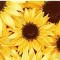 Quilters Cotton