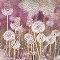Dandelion Wishes