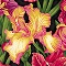 Botanicals III - Closeout