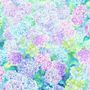 Hydrangeas Dreams