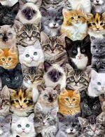 TT-Cat-CD8417-Multi-AreYouKittenMe