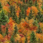 TT-NATURE-CD4207-FALL-AutumnMist