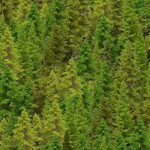 TT-Nature-CD3831-Forest-WoodlandRetreat