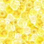 TT-Fleur-CD2458-Lemon