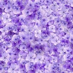 TT-Fleur-CD3505-Lilac-GardenDelight