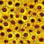 TT-Fleur-CD2536-Sunflower