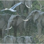 Safari Elephants Packed